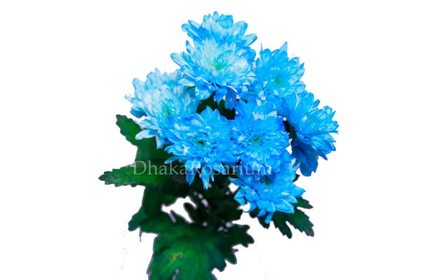 Chrysanthemum (Blue Spray)