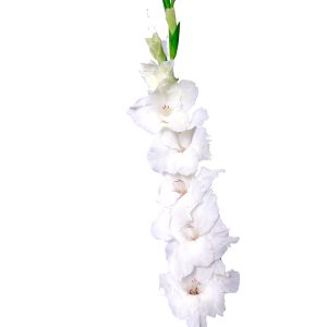 Gladeolous (White)