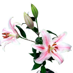 Lily (Pink)