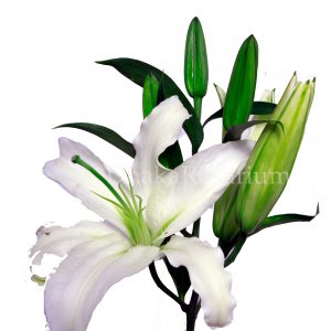 Lily ( White)