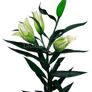 Lily (Yellow)